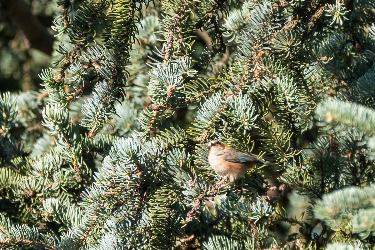 Crested Tit-Warbler - ML639550097