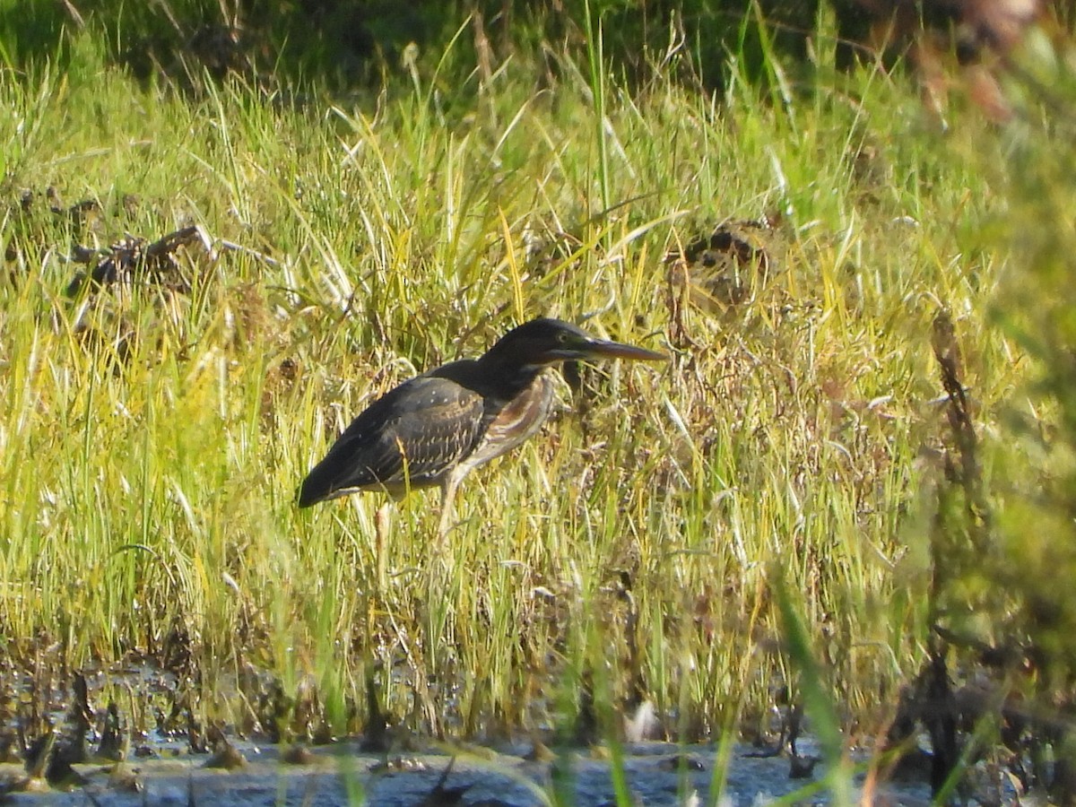 Green Heron - ML639550112