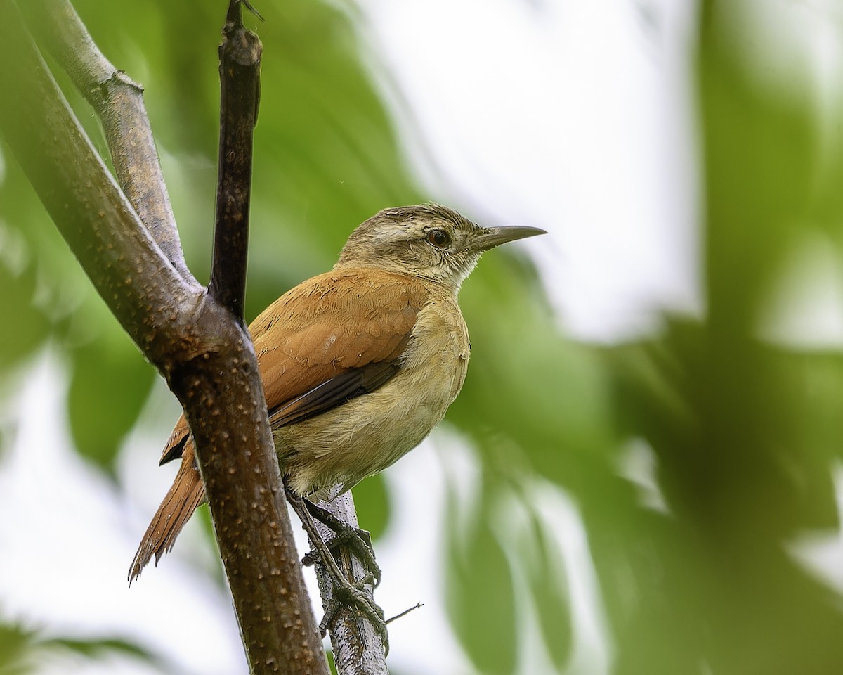 Lesser Hornero - ML639550143