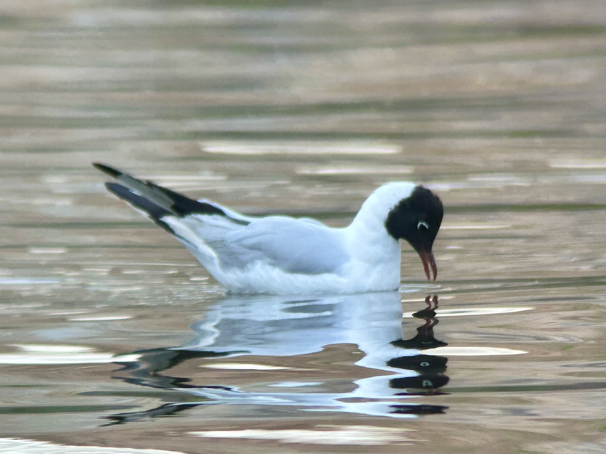 Andean Gull - ML639550160