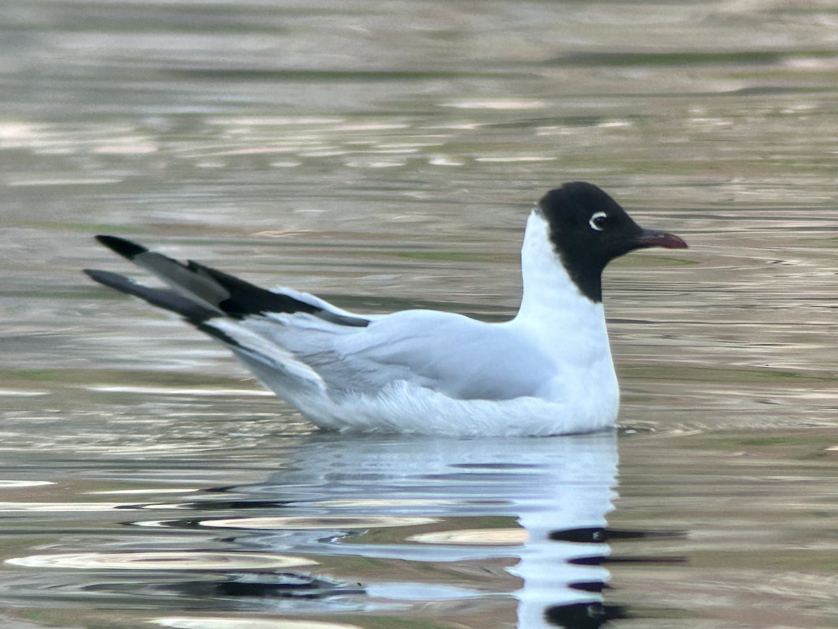 Andean Gull - ML639550161