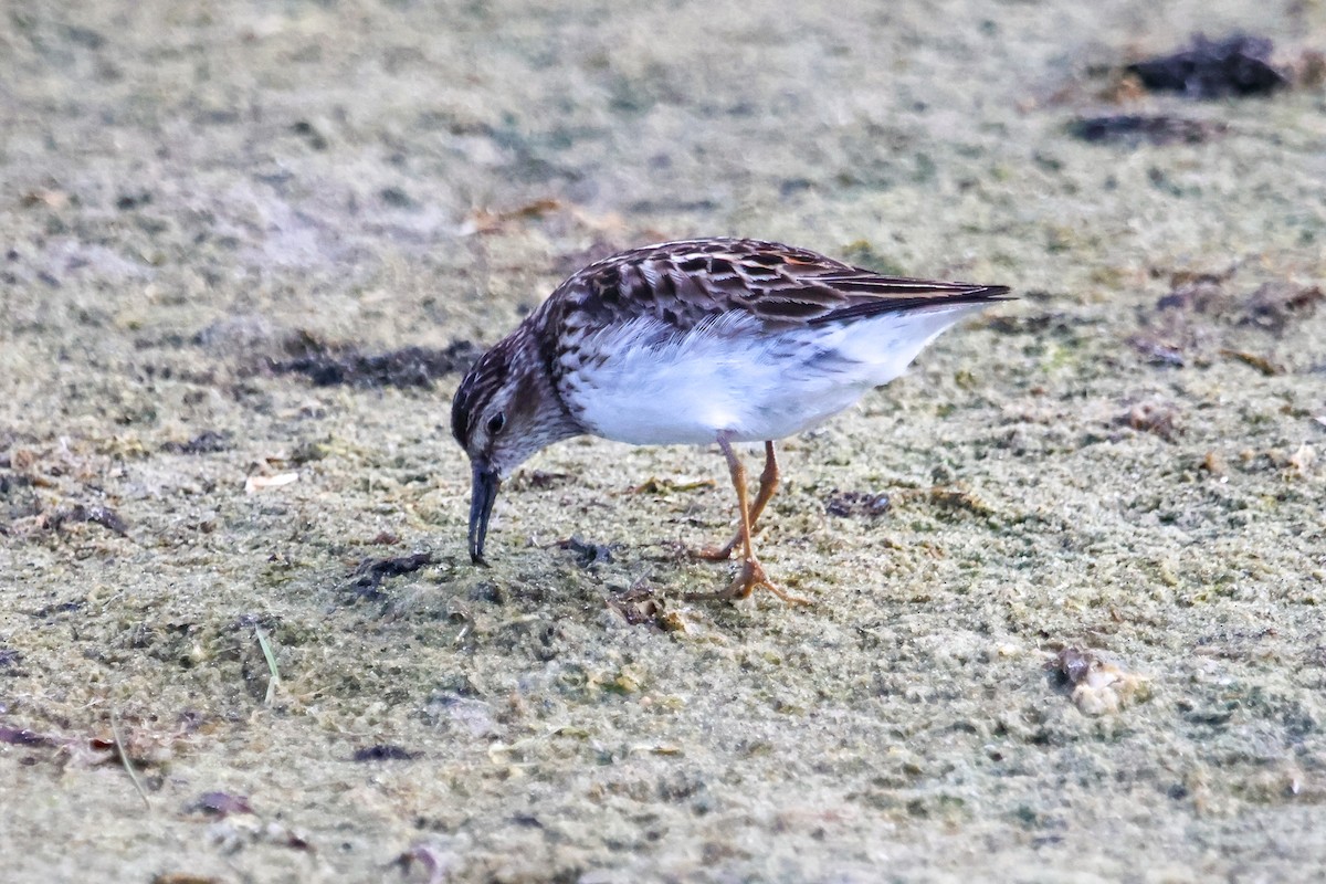 Least Sandpiper - ML639550185