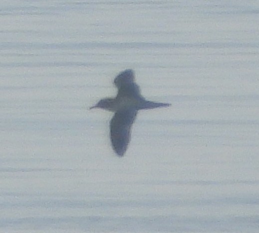 shearwater sp. - ML639550246