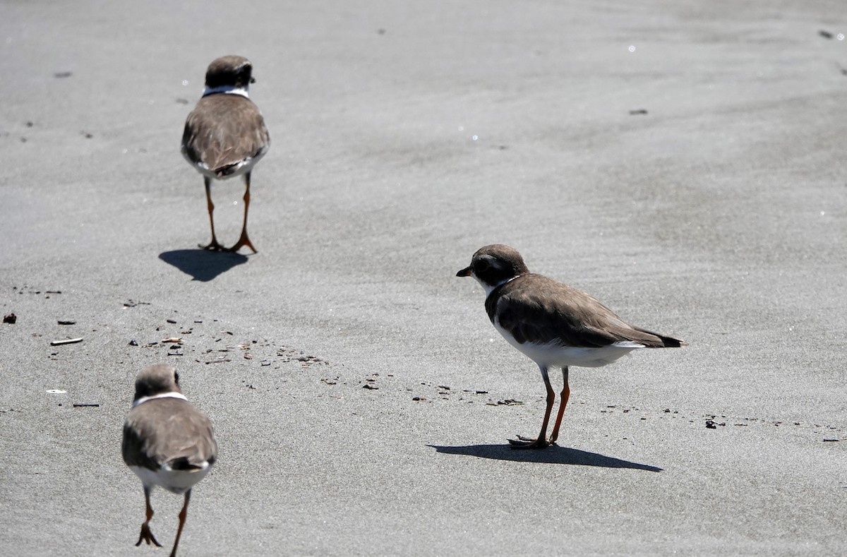 eBird Checklist - 18 Jul 2025 - samara - 9 species