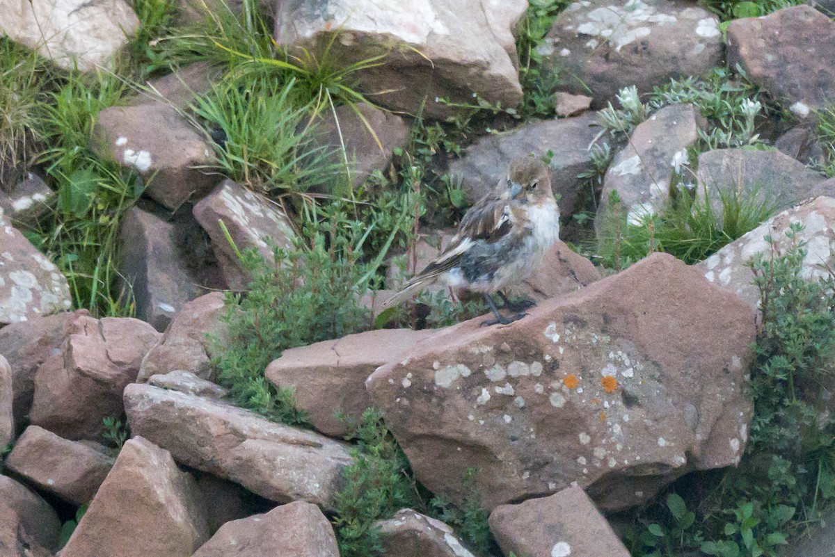 Tibetan Snowfinch - ML639550292