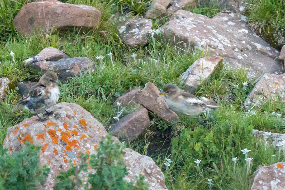 Tibetan Snowfinch - ML639550294