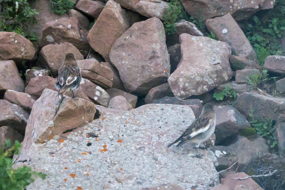 Tibetan Snowfinch - ML639550295