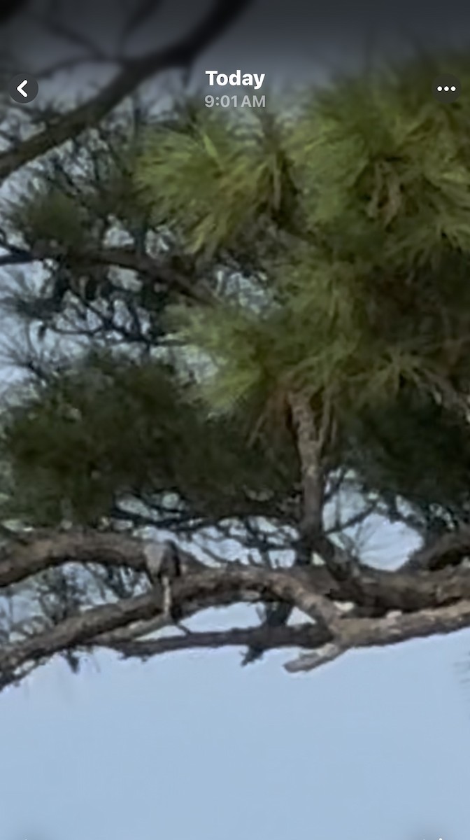 Mississippi Kite - ML639550299