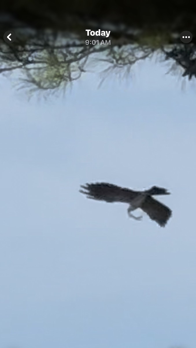 Mississippi Kite - ML639550300