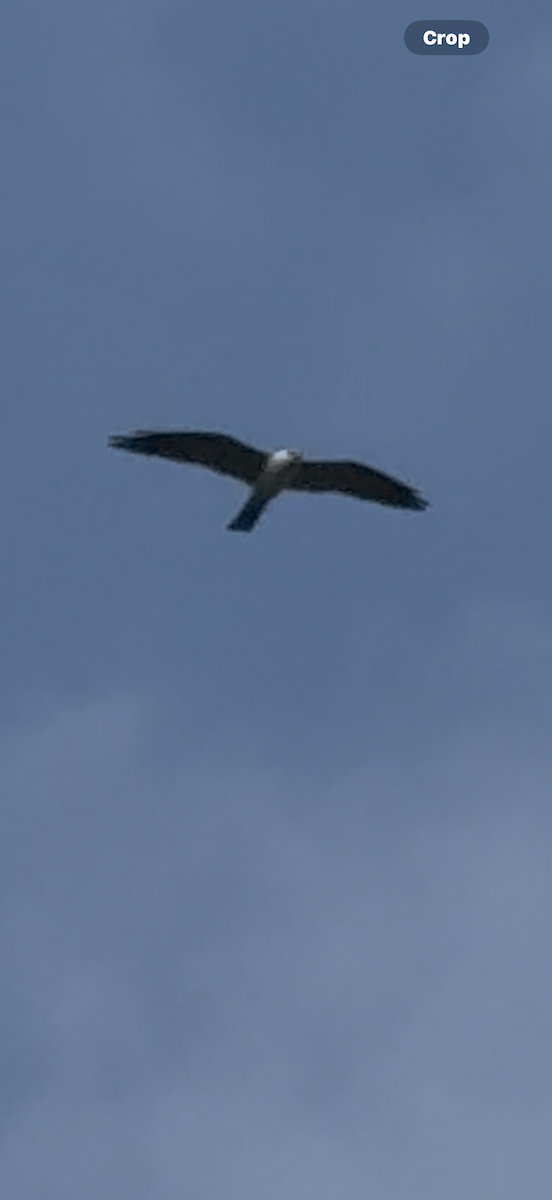 Mississippi Kite - ML639550301