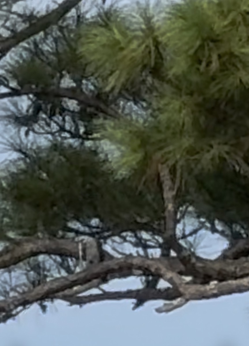 Mississippi Kite - ML639550302