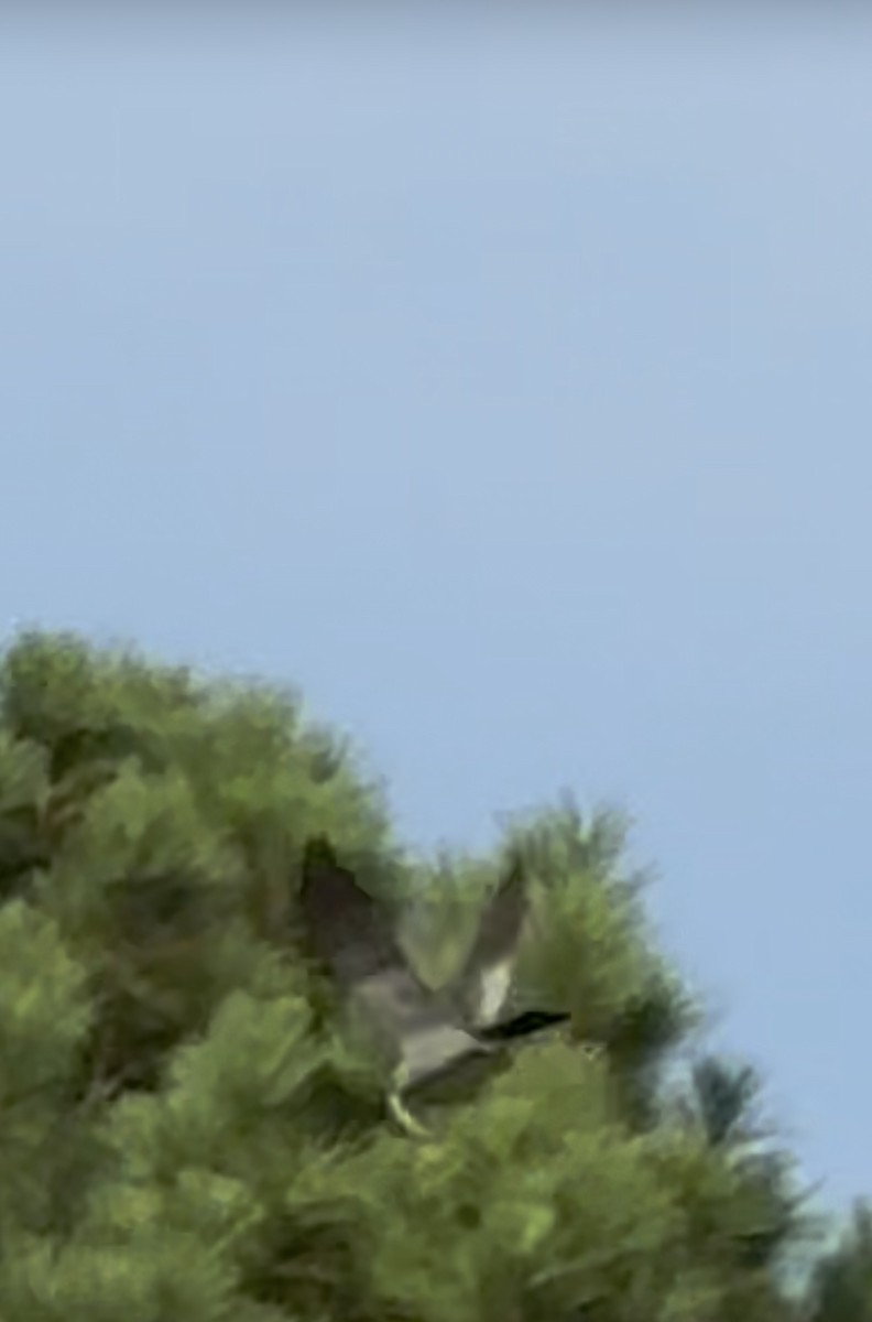 Mississippi Kite - ML639550303