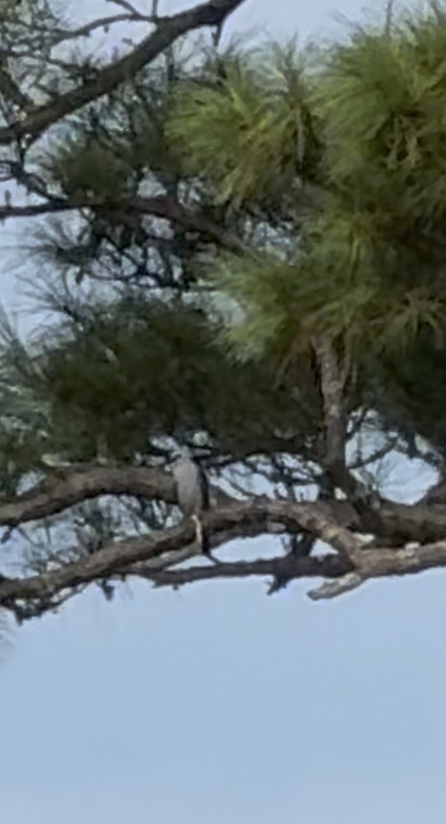 Mississippi Kite - ML639550304