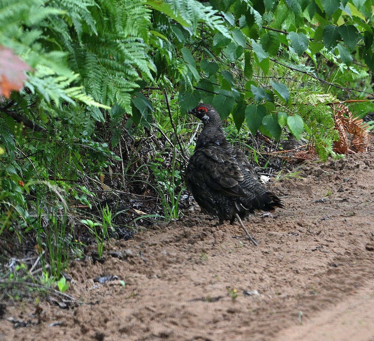 Spruce Grouse - ML639550305