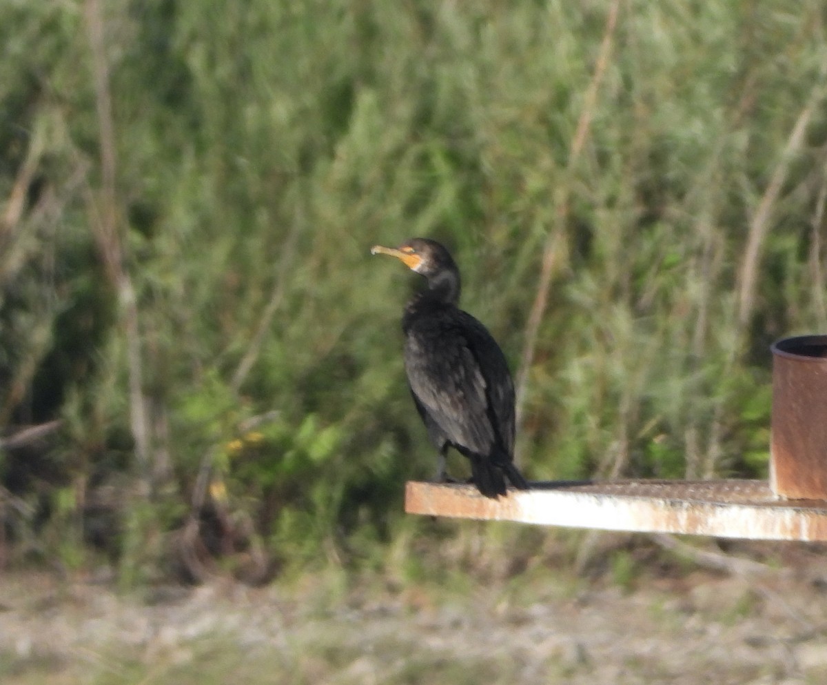 Double-crested Cormorant - ML639550313