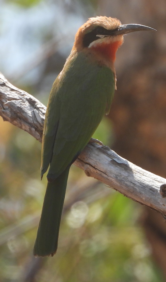 White-fronted Bee-eater - ML639550327
