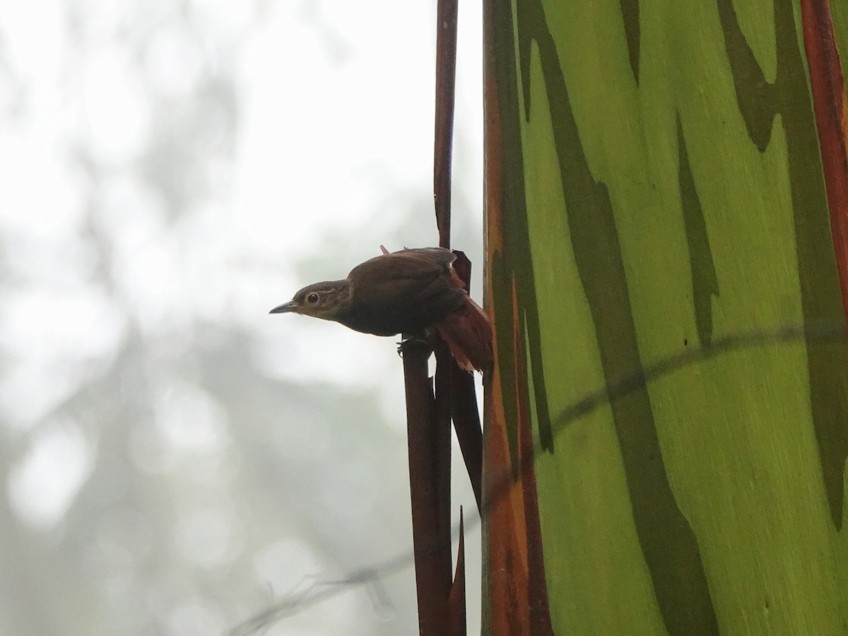 Fawn-throated Foliage-gleaner - ML639550398