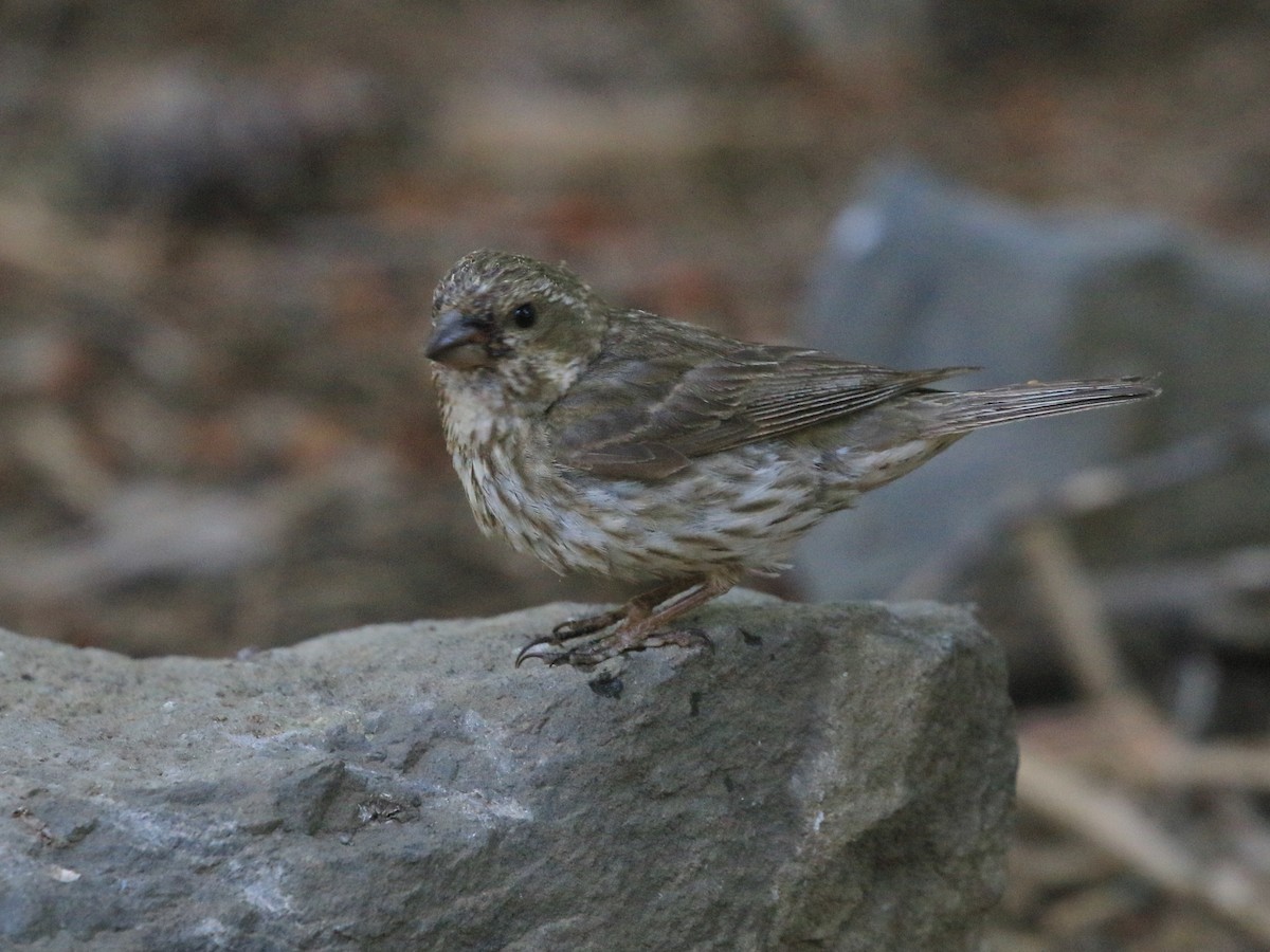 Purple/Cassin's Finch - ML639550511