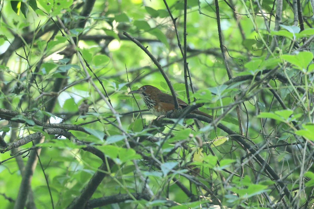 Black-streaked Scimitar-Babbler - ML639550547