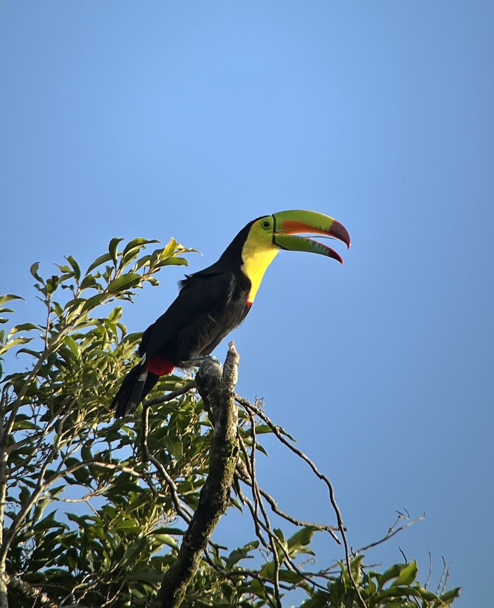 Keel-billed Toucan - ML639550610