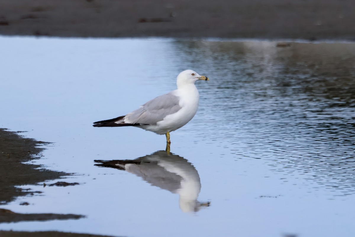 Ring-billed Gull - ML639550613
