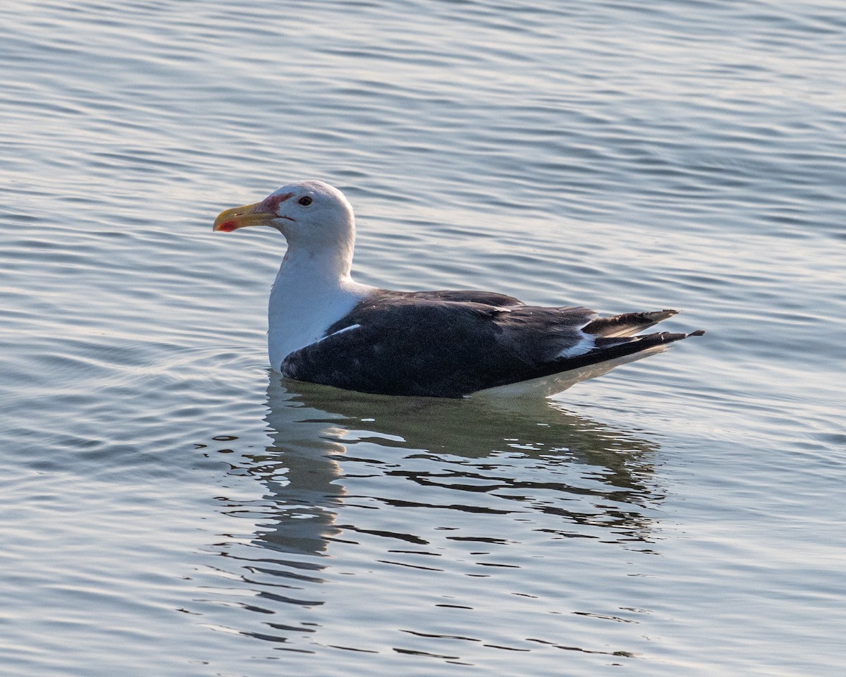 Great Black-backed Gull - ML639550650