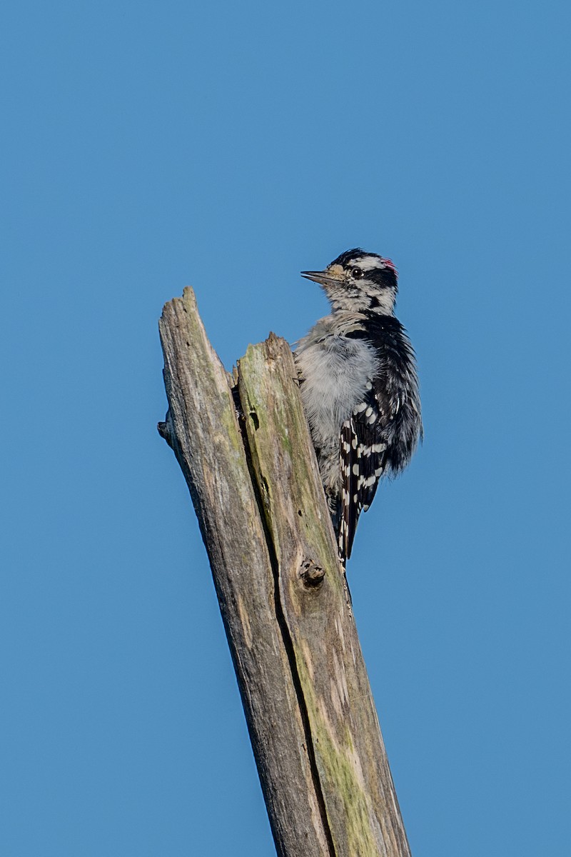 Downy Woodpecker - ML639550662