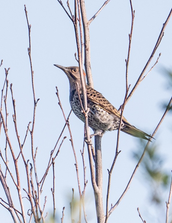 Northern Flicker - ML639550664