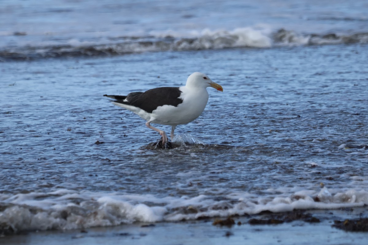 Great Black-backed Gull - ML639550670