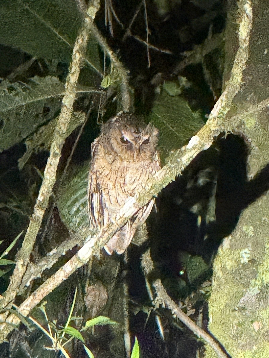 Cinnamon Screech-Owl - ML639550675