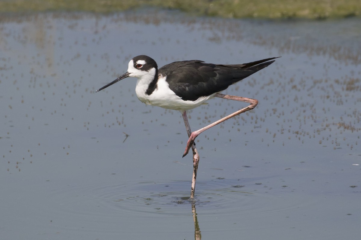 Schwarznacken-Stelzenläufer (mexicanus) - ML63955071