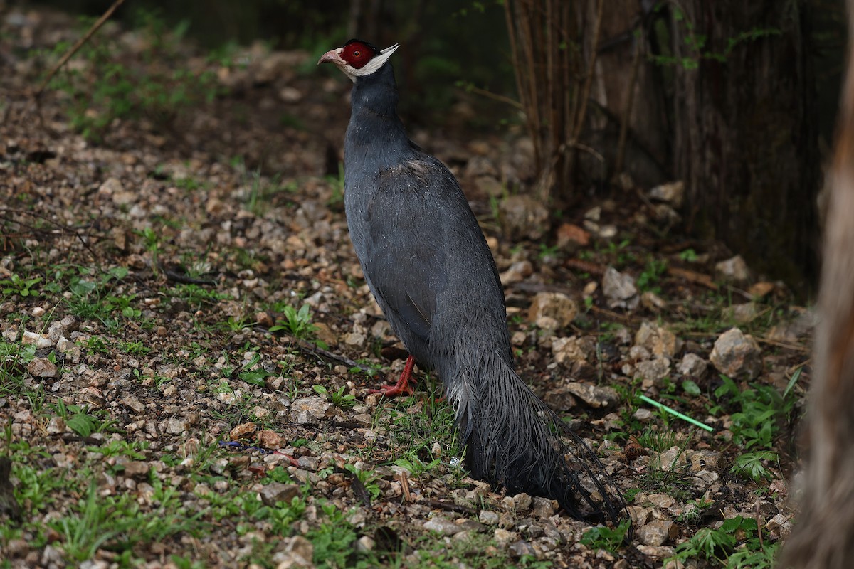 Blue Eared-Pheasant - ML639550787