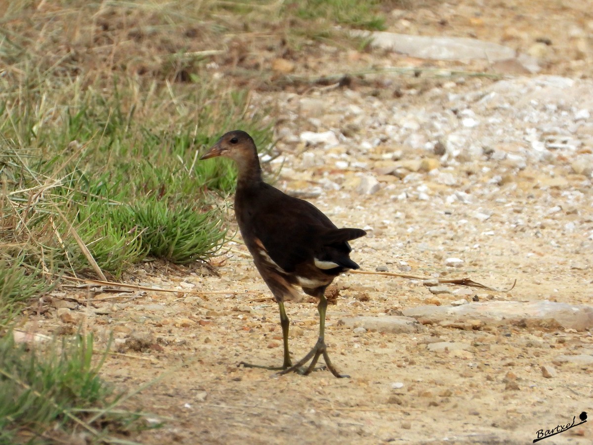 Gallinule poule-d'eau - ML639550794
