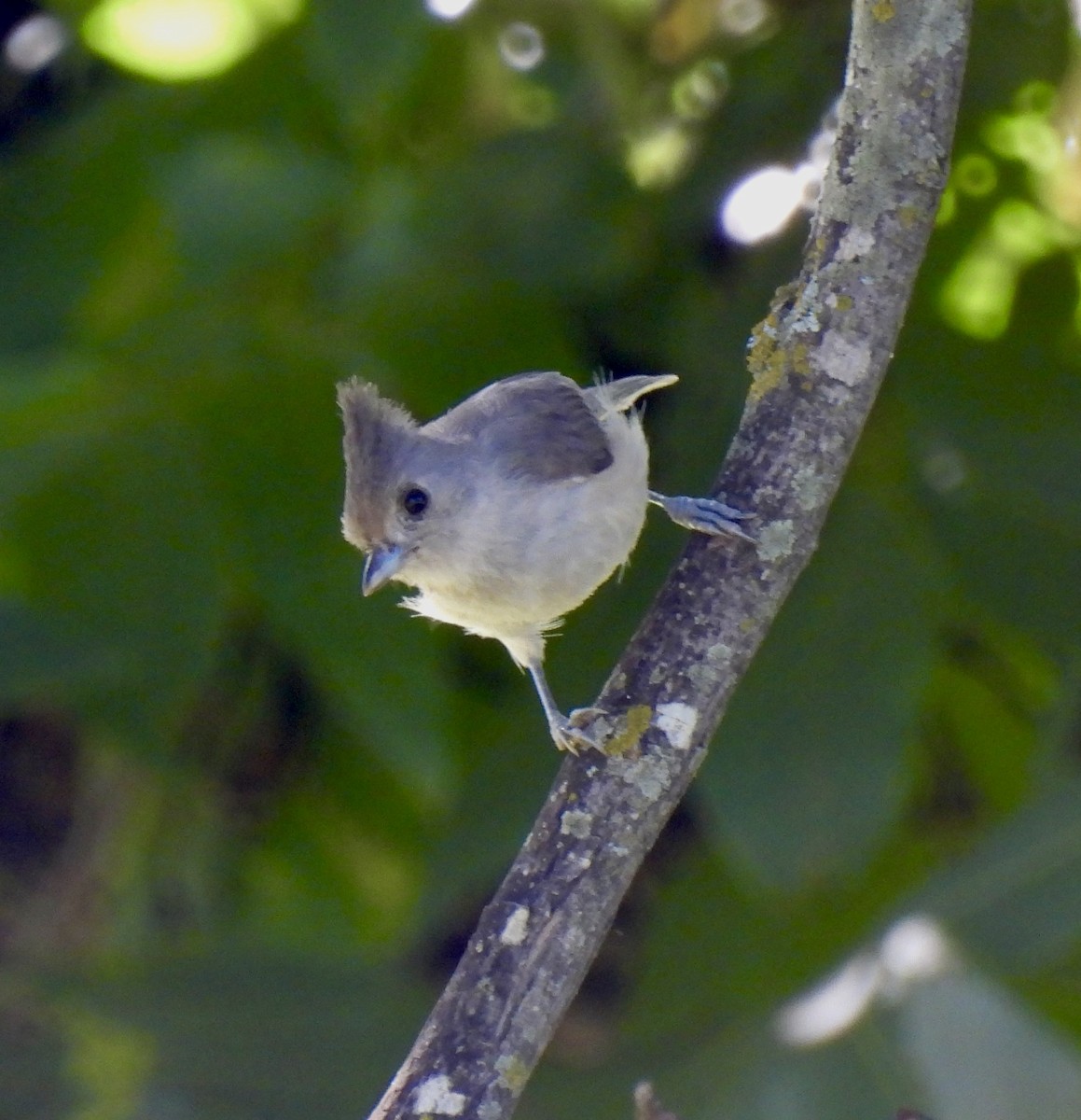 Black-crested Titmouse - ML639550828
