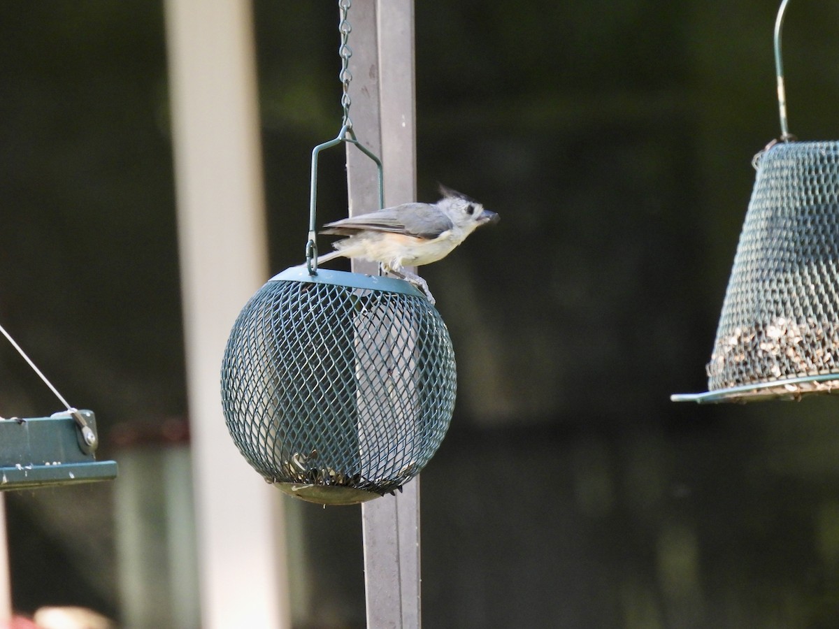 Black-crested Titmouse - ML639550829