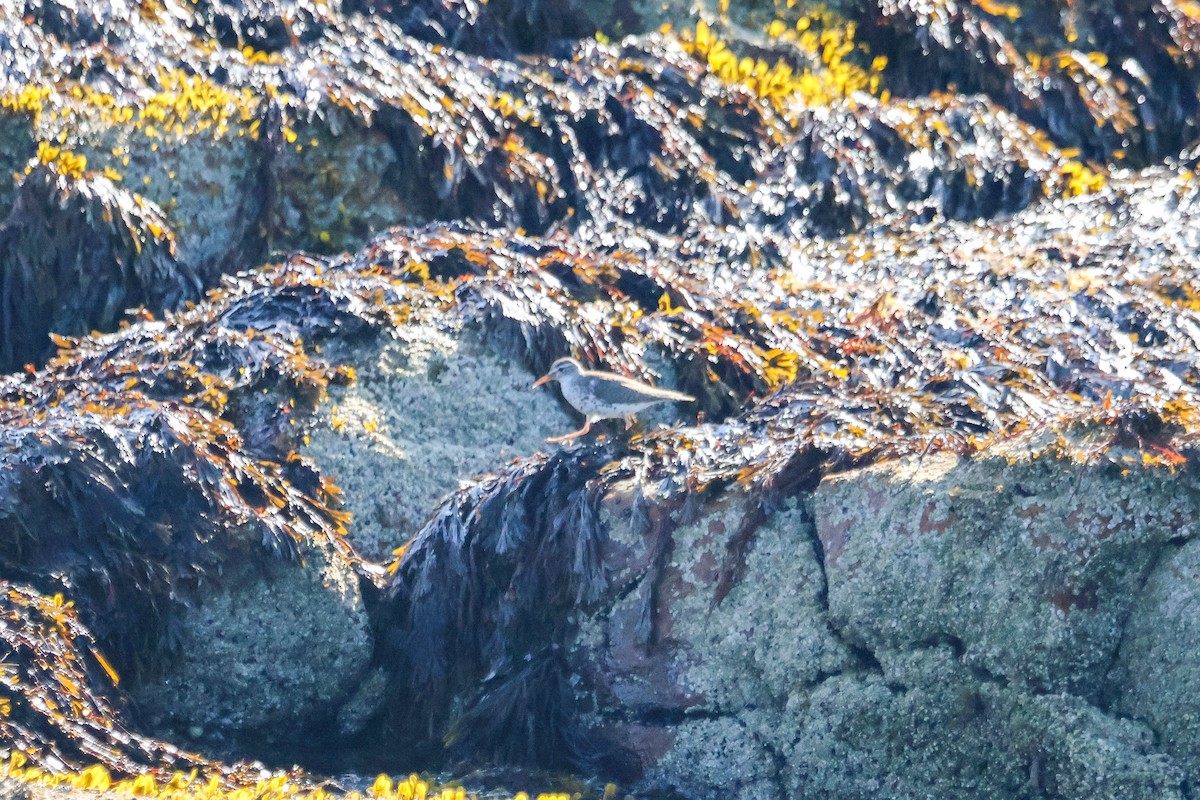 Spotted Sandpiper - ML639550845