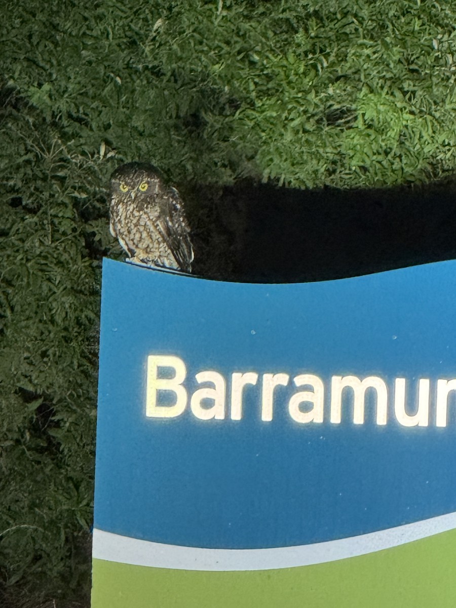 Tasmanian Boobook - ML639550856