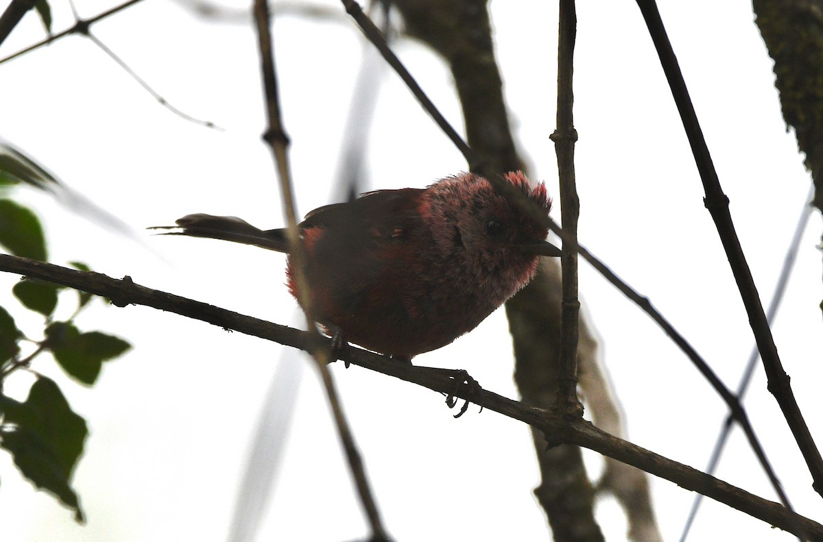 Pink-headed Warbler - ML639550867