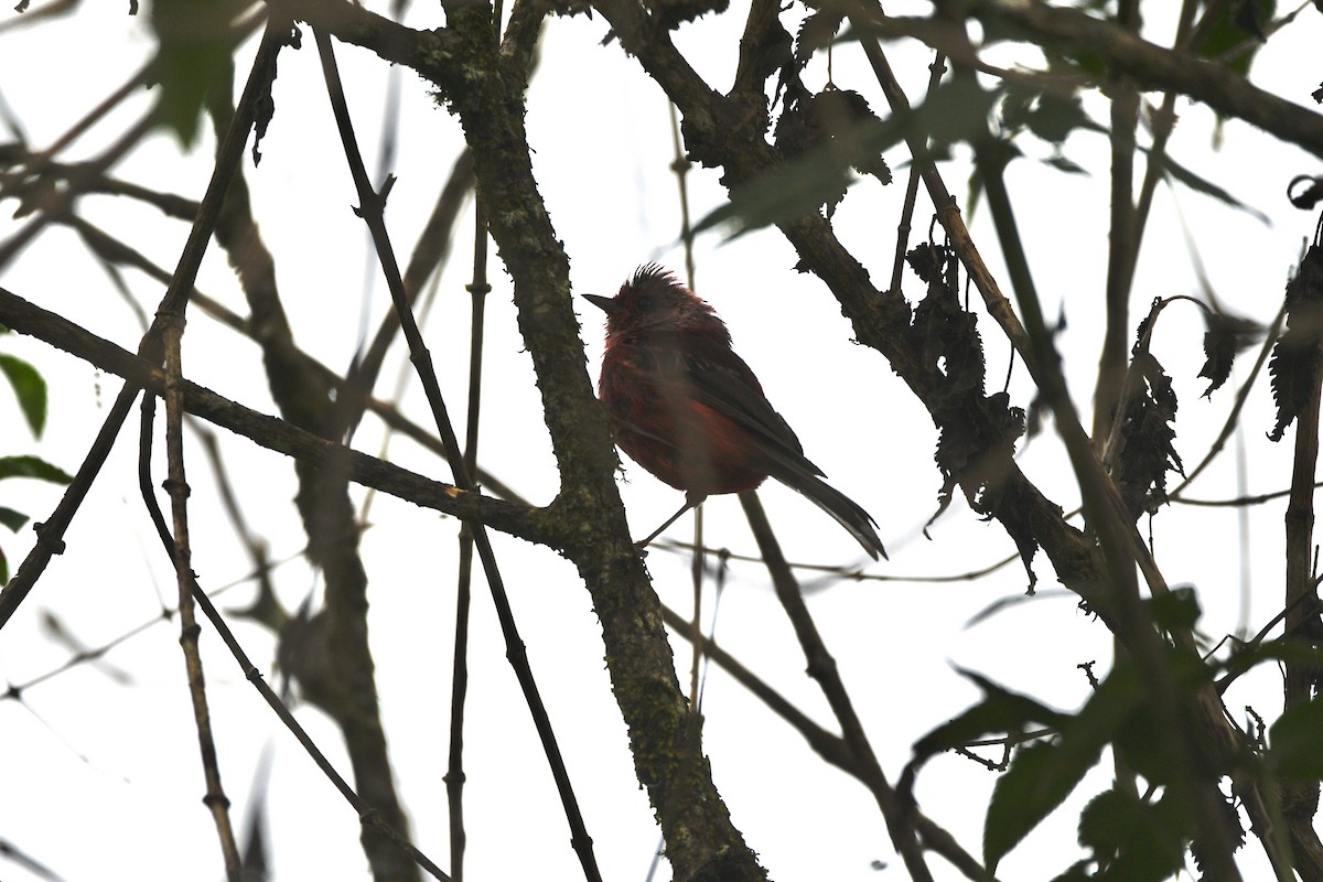 Pink-headed Warbler - ML639550868