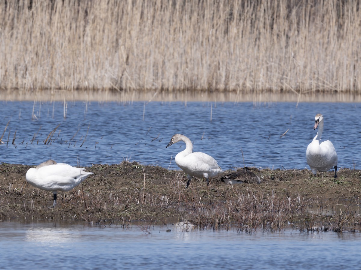 Cigno minore - ML639550922