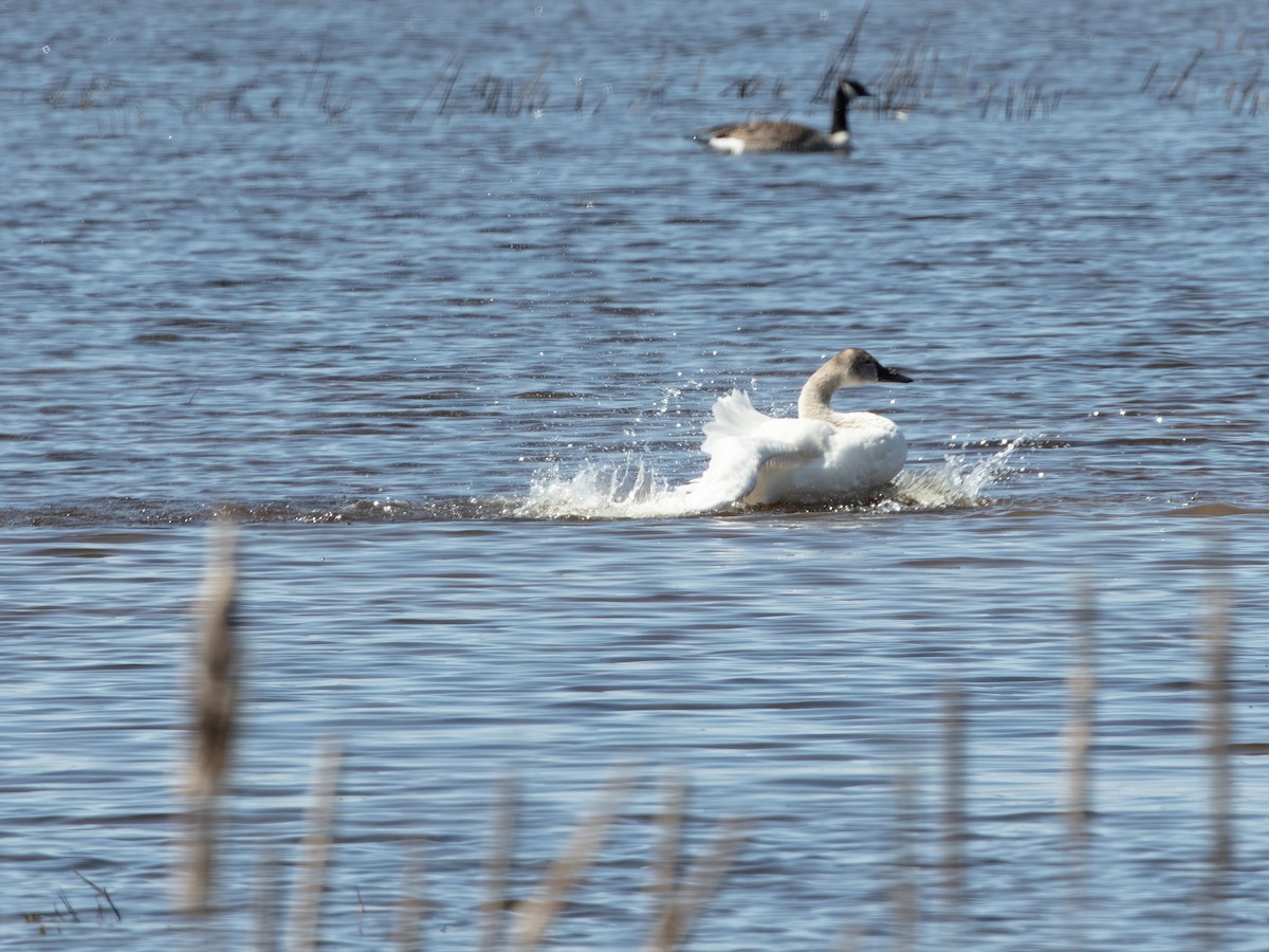 Cigno minore - ML639550923