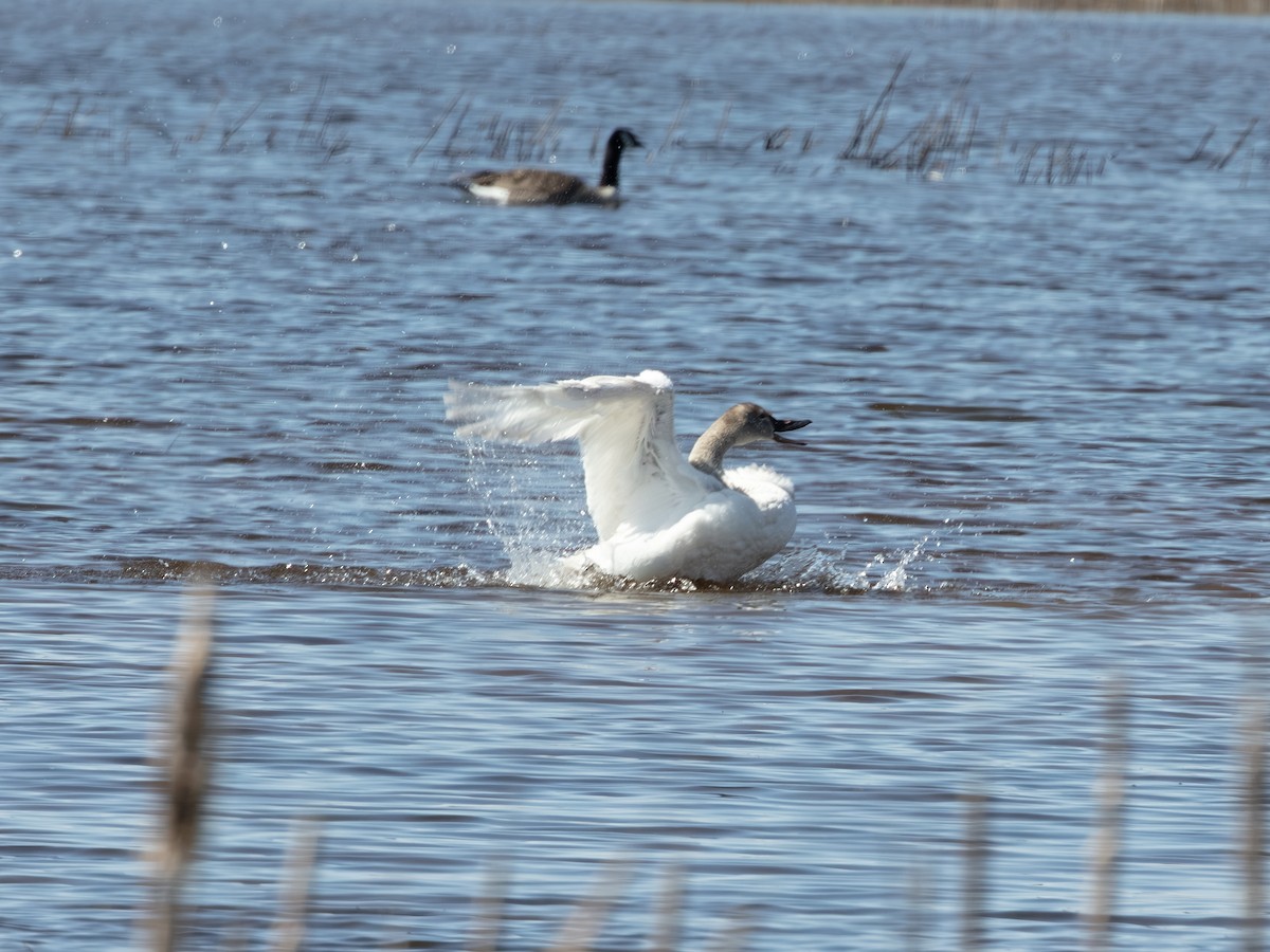 Cigno minore - ML639550924