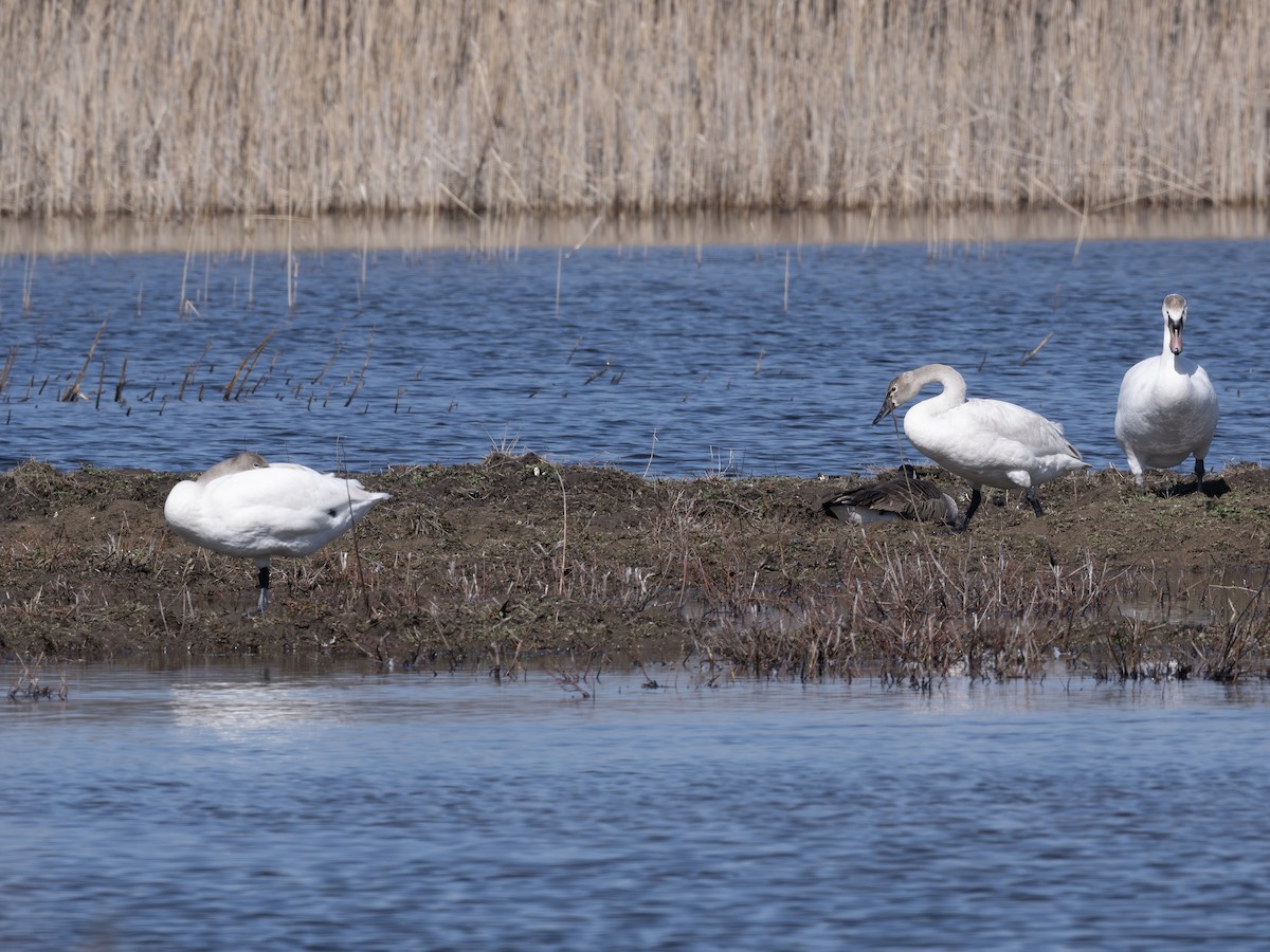 Cigno minore - ML639550925