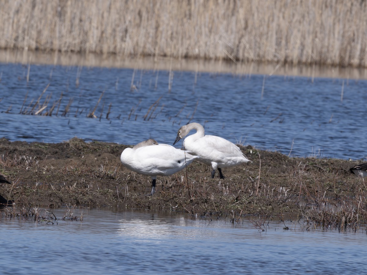 Cigno minore - ML639550926