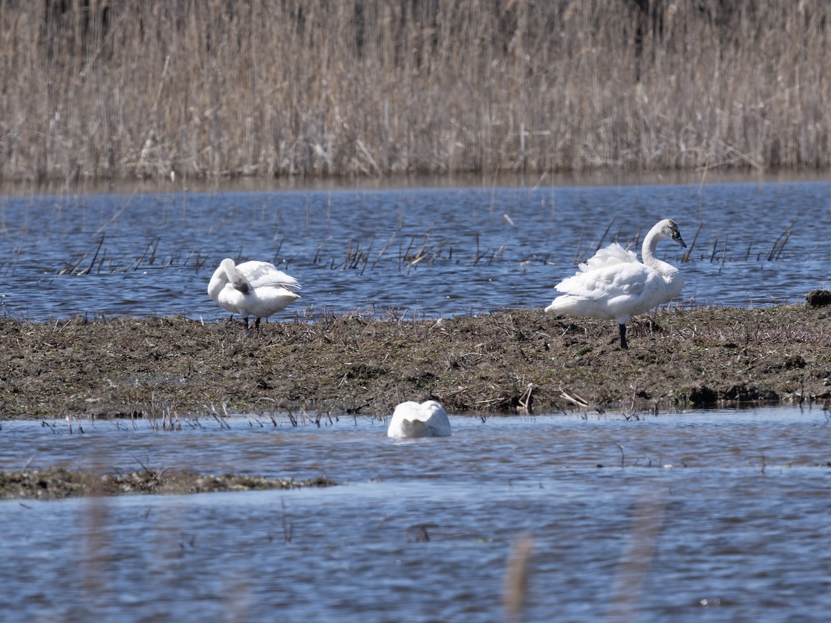 Cigno minore - ML639550928