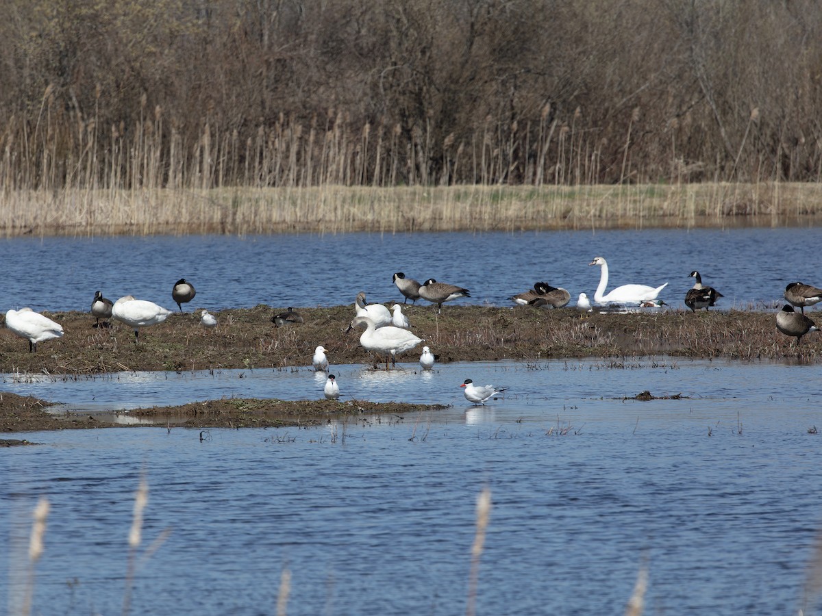 Cigno minore - ML639550929