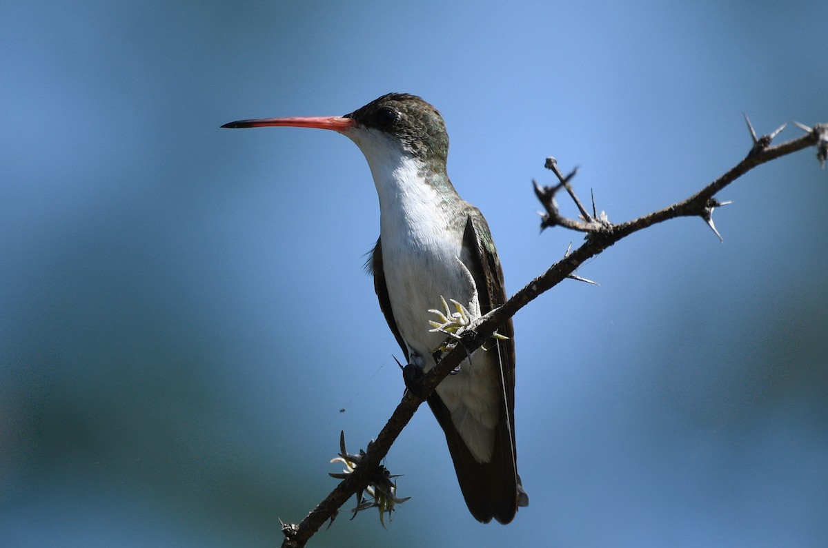 Green-fronted Hummingbird - ML639551056