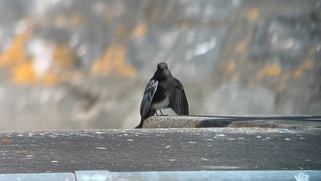 Black Phoebe - ML639551062