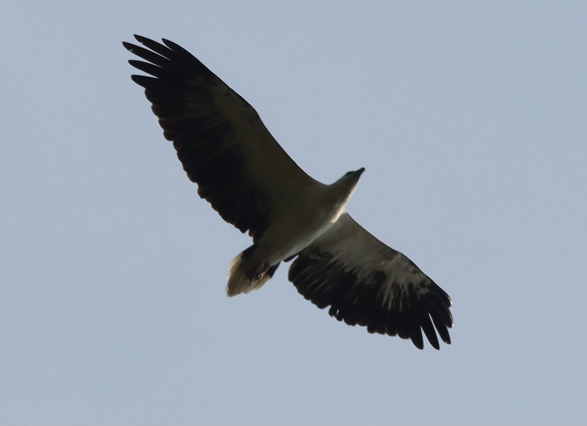 White-bellied Sea-Eagle - ML639551095