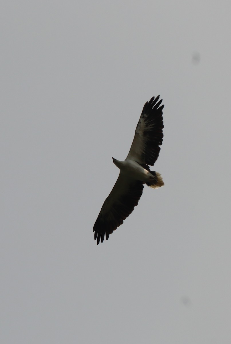 White-bellied Sea-Eagle - ML639551096